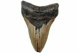 Fossil Megalodon Tooth - North Carolina #223630-1